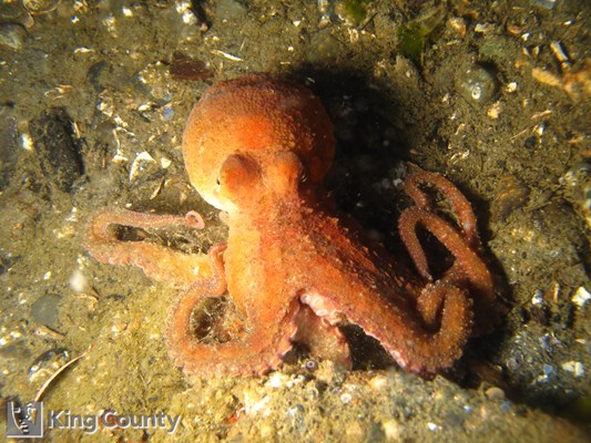 Photo of Enteroctopus dofleini